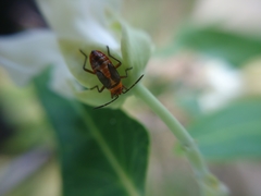 Oncopeltus unifasciatellus