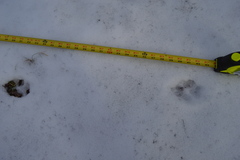 Canis latrans thamnos