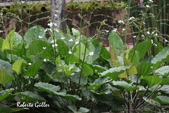 Echinodorus grandiflorus