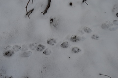 Canis latrans thamnos