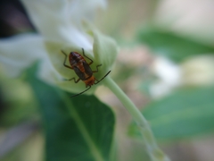 Oncopeltus unifasciatellus