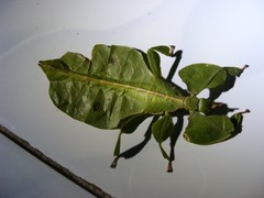 Pulchriphyllium