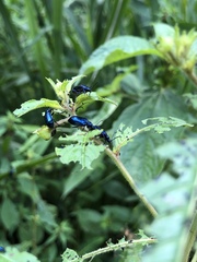 Alticina