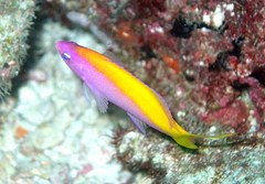 Mirolabrichthys evansi