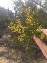 Acacia barakulensis