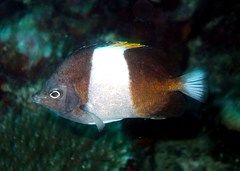 Hemitaurichthys zoster