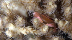 Tetralia nigrolineata