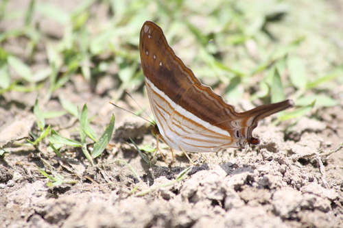 Butterflies of Ecuador