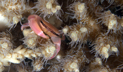 Tetralia nigrolineata