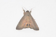 Litoprosopus futilis