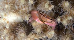 Tetralia nigrolineata