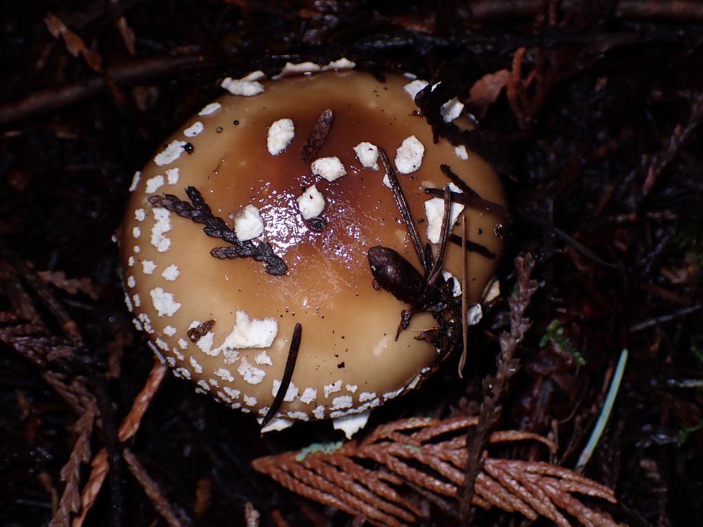 Amanita pantherinoides · February 2026 · photo: © tidepooltales (iNaturalist, cc-by)