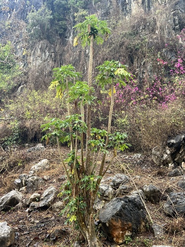 Papaya