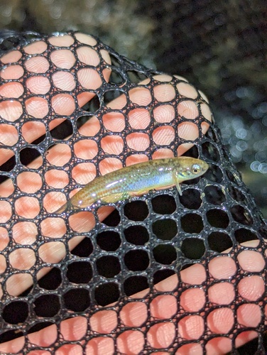 Erber's killi (Anablepsoides erberi) — Rivulidae