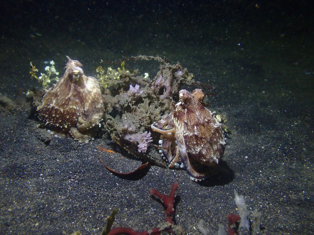 sand bird octopus (Amphioctopus marginatus)