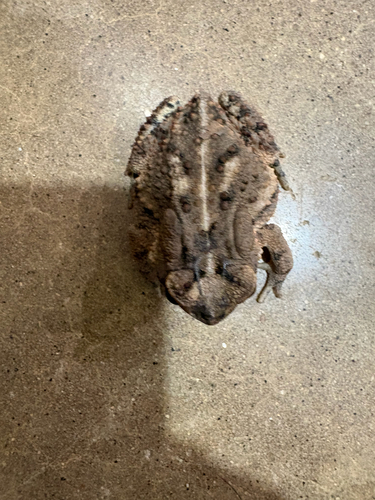 Fowler's Toad observed by karebearz