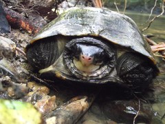 Notochelys platynota