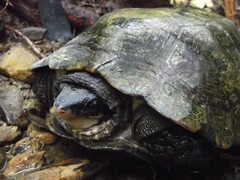 Notochelys platynota