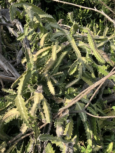 Euphorbia lactea