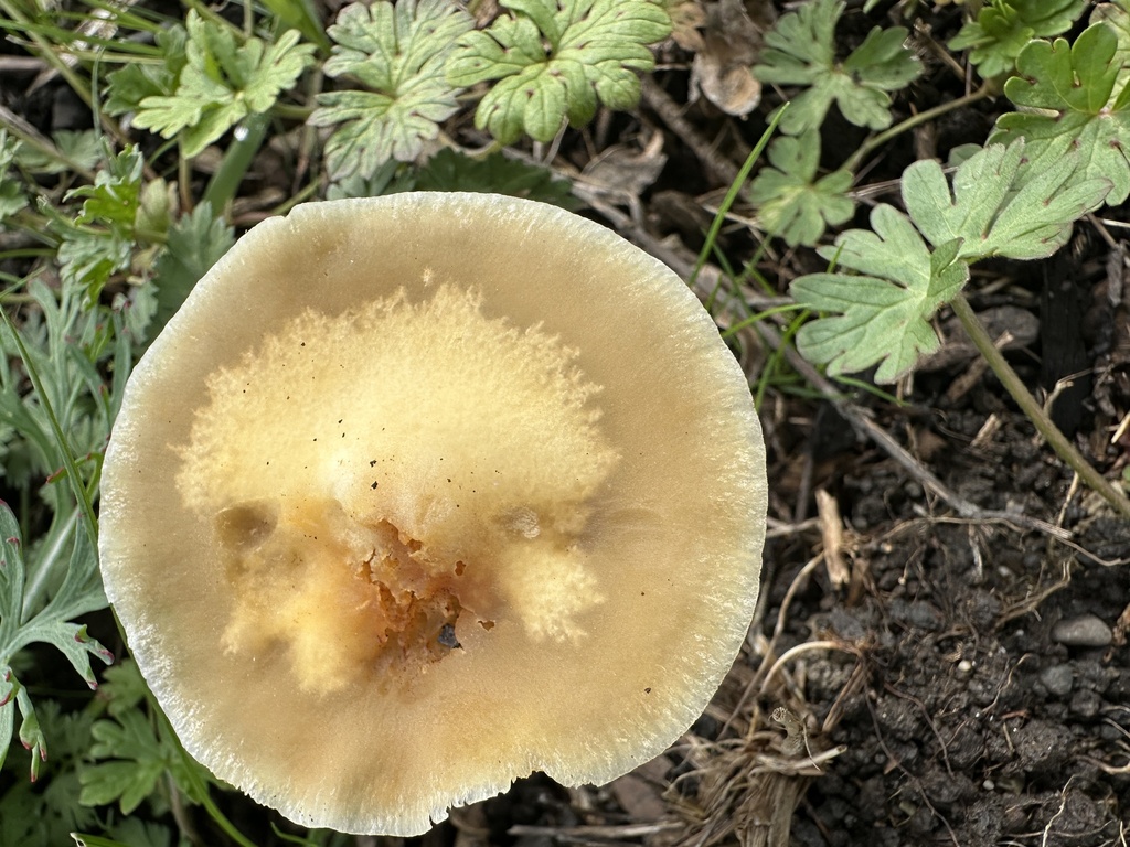 Agrocybe putaminum · February 2026 · photo: © gretchenparadis (iNaturalist, cc-by-nc)