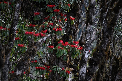 Rhododendron megalanthum