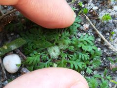 Soliva stolonifera