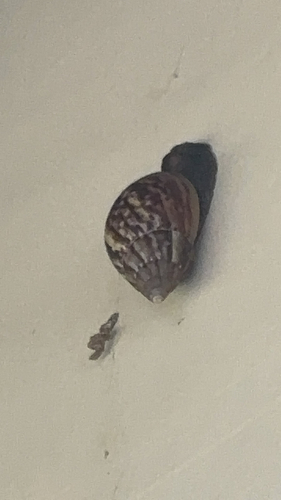 Lissachatina fulica