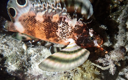 Bantol (Dendrochirus biocellatus) — Scorpaenidae