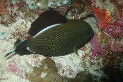 Melichthys indicus