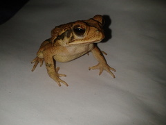 Incilius valliceps