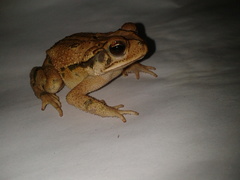 Incilius valliceps