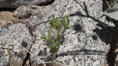 Cryptantha maritima maritima