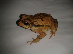 Incilius valliceps