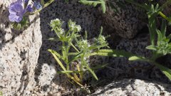 Cryptantha maritima maritima