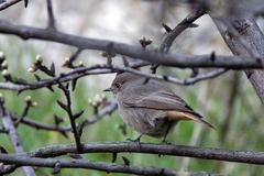Phoenicurus ochruros