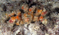 Camposcia retusa