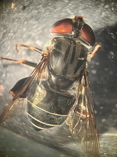 Unknown species found near McAllen, TX, US