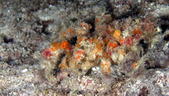 Camposcia retusa