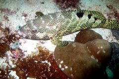 Epinephelus spilotoceps