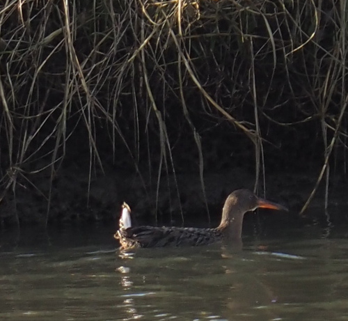 Ridgway's Rail (Rallus obsoletus), photo 4