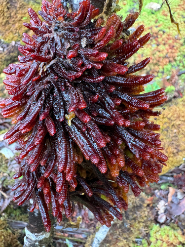 Pleurozia conchifolia
