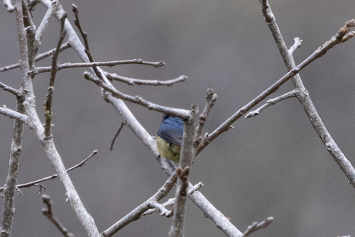 Fire-breasted Flowerpecker (Dicaeum ignipectus), photo 3