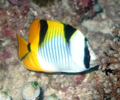 Chaetodon falcula
