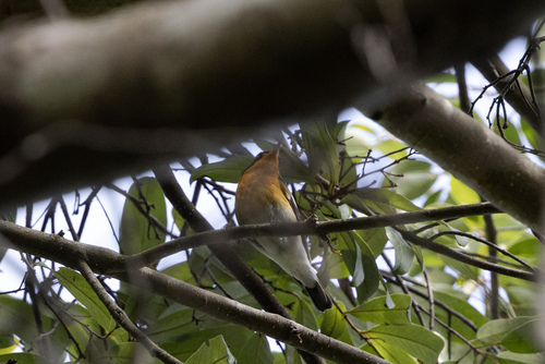 Mugimaki Flycatcher (Ficedula mugimaki), photo 8