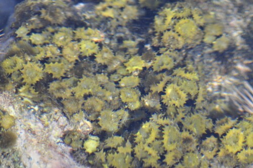 Turbinaria ornata observed 2026-02-16