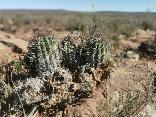Euphorbia stellispina