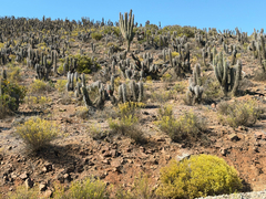 Leucostele skottsbergii, photograph Cody Hinchliff, CC BY, iNaturalist via GBIF