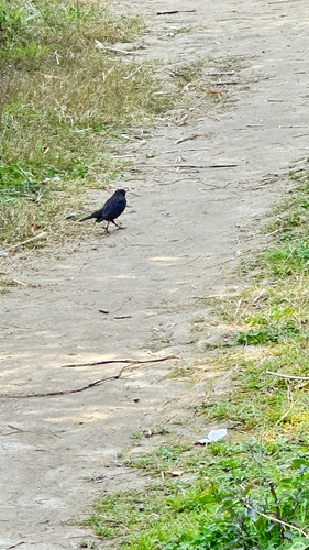 Chinese Blackbird