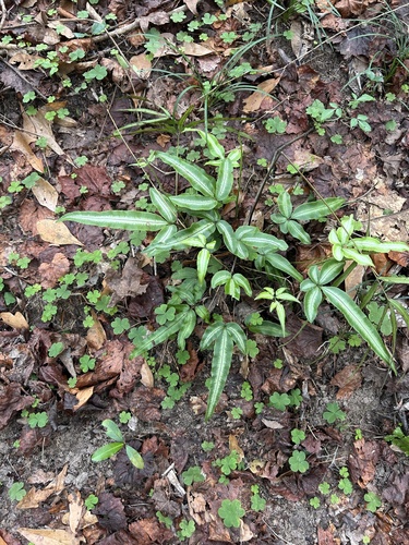 Pteris parkeri, photograph 1