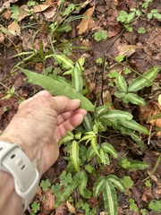 (c) Ann Redmond, some rights reserved (CC BY) Pteris parkeri, photograph (c) Ann Redmond, some rights reserved (CC BY)